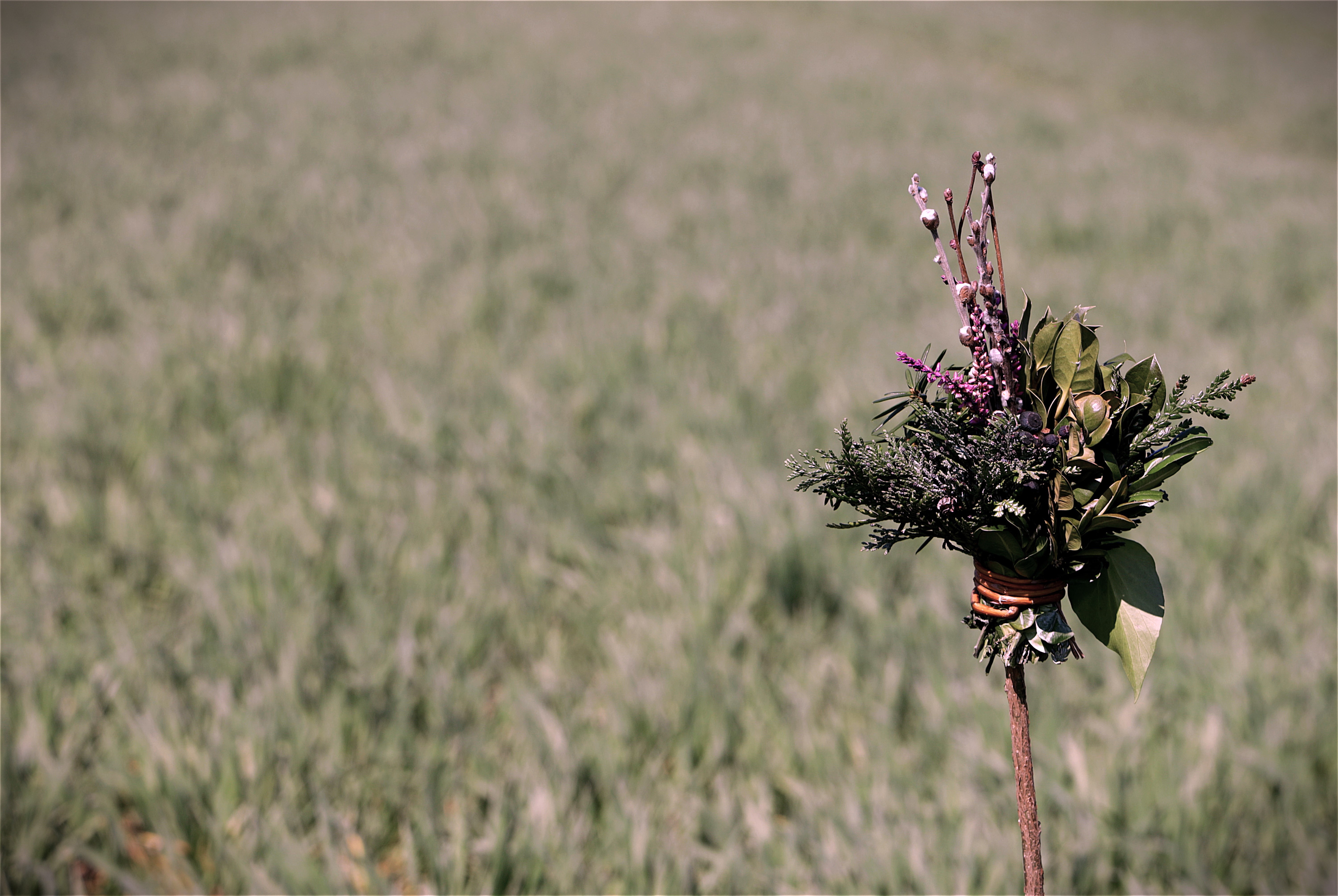 Palmbuschen in a field